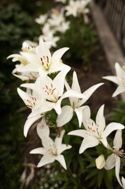 Zambaklar sıcak bir yaz gününde çiçek açtı. Güneşte çok parlak parla.