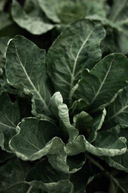 Lahanalı yatak. Güzel salkımlar ve lahana filizleri