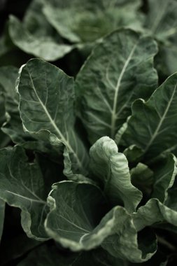 Lahanalı yatak. Güzel salkımlar ve lahana filizleri