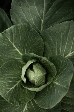 Lahanalı yatak. Güzel salkımlar ve lahana filizleri