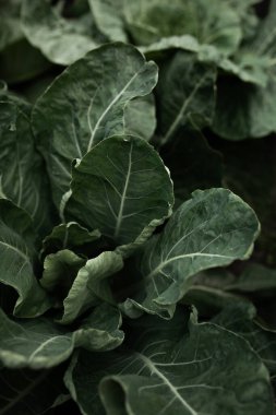 Lahanalı yatak. Güzel salkımlar ve lahana filizleri