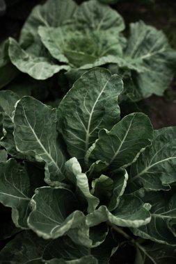 Lahanalı yatak. Güzel salkımlar ve lahana filizleri