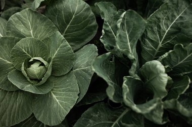 Lahanalı yatak. Güzel salkımlar ve lahana filizleri