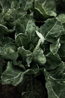 Lahanalı yatak. Güzel salkımlar ve lahana filizleri