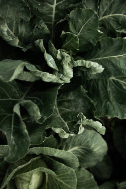 Lahanalı yatak. Güzel salkımlar ve lahana filizleri