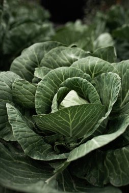 Lahanalı yatak. Güzel salkımlar ve lahana filizleri