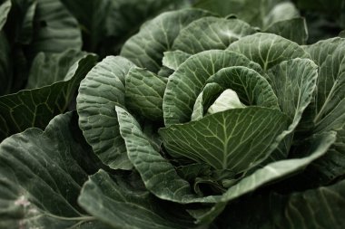 Lahanalı yatak. Güzel salkımlar ve lahana filizleri