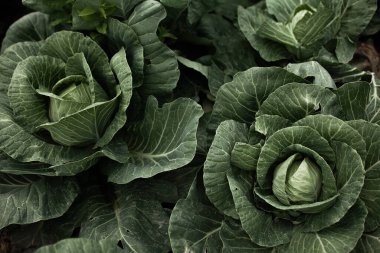 Lahanalı yatak. Güzel salkımlar ve lahana filizleri