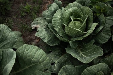 Lahanalı yatak. Güzel salkımlar ve lahana filizleri