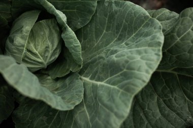 Lahanalı yatak. Güzel salkımlar ve lahana filizleri