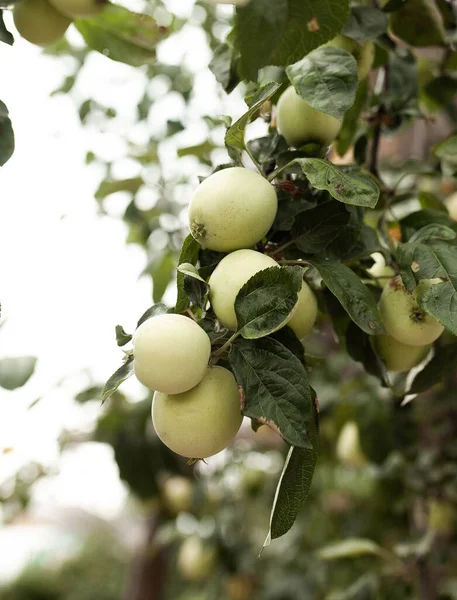 Büyük yeşil elmalar güneşli bir günde bir dala asılırlar.