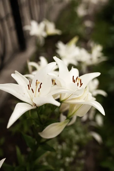 Lilies Bloomed Hot Summer Day Shine Very Brightly Sun — Stock Photo, Image