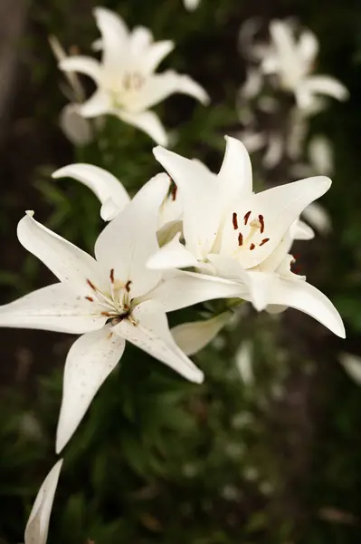 Zambaklar sıcak bir yaz gününde çiçek açtı. Güneşte çok parlak parla.