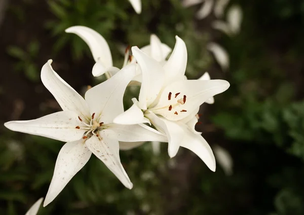 Zambaklar sıcak bir yaz gününde çiçek açtı. Güneşte çok parlak parla.
