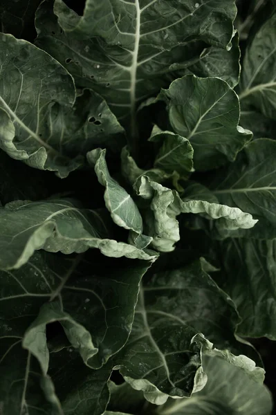 Lahanalı yatak. Güzel salkımlar ve lahana filizleri