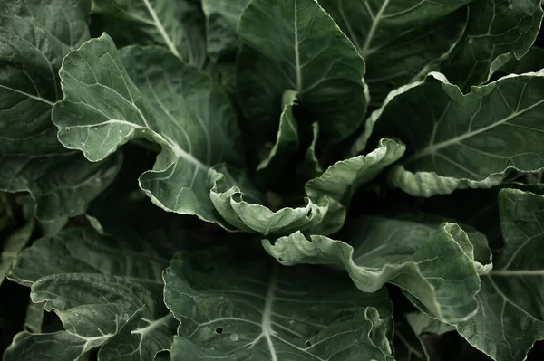 Lahanalı yatak. Güzel salkımlar ve lahana filizleri