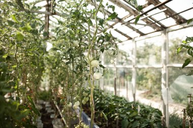 Serada yetiştirilen sebzeler. Hasat edebilirsin..
