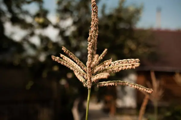 Kukurydza Dała Nasiona Gorący Letni Dzień — Zdjęcie stockowe