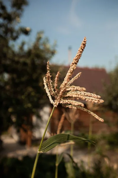 Kukurydza Dała Nasiona Gorący Letni Dzień — Zdjęcie stockowe