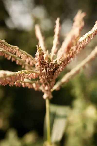 Mısır tohumlarını verdi. Sıcak yaz günü.