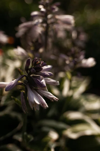 여름철에는 꽃밭을 가꾸라 아름다운 피어나다 — 스톡 사진