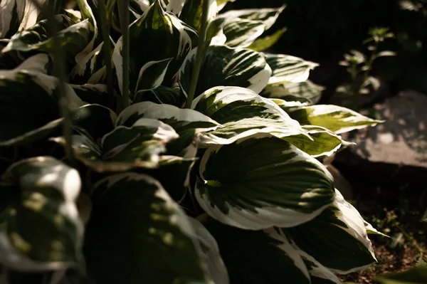 Bir yaz günü çiçek bahçesi. Güzel çiçekler açtı.