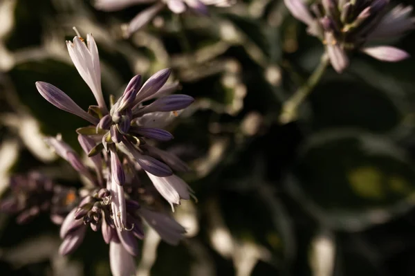 Blumengarten Einem Sommertag Schöne Blumen Blühten — Stockfoto