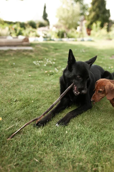 Eskimo Hond Teckel Spelen Met Een Stok Het Gras Een — Stockfoto