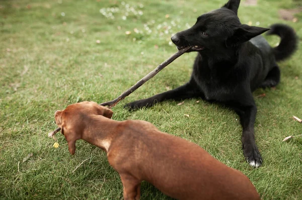 Esquimó Cão Dachshund Jogar Com Pau Grama Dia Ensolarado Verão — Fotografia de Stock