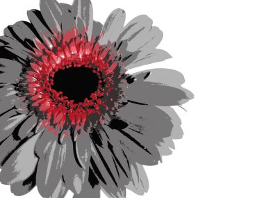 Gerbera tek çiçekli yakın plan fotoğraf