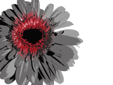 Gerbera tek çiçekli yakın plan fotoğraf