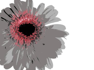 Gerbera tek çiçekli yakın plan fotoğraf