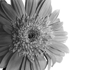 Gerbera tek çiçekli yakın plan fotoğraf