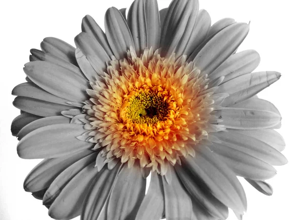 Gerbera Pojedynczy Kwiat Zbliżenie Zdjęcie — Zdjęcie stockowe