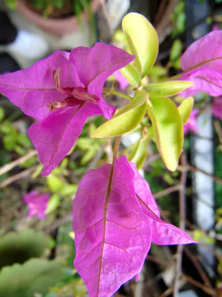 ブーゲンビリアの花のクローズアップ写真 — ストック写真