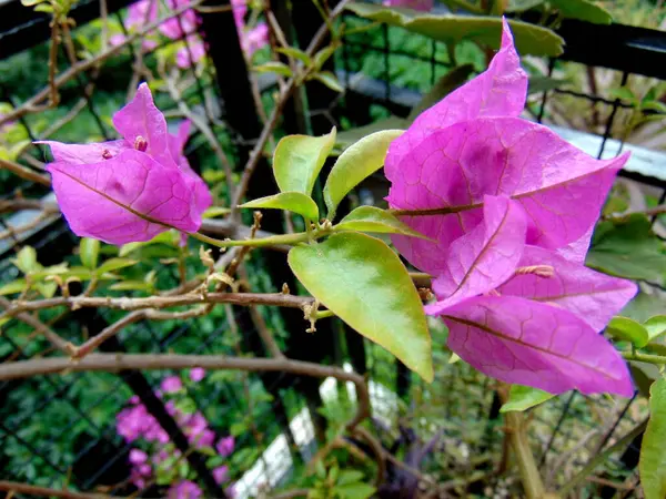 Bougainvillea Flores Primer Plano Foto —  Fotos de Stock