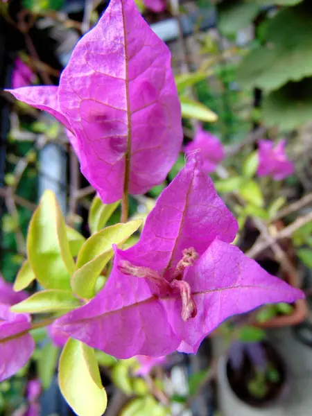 Μπουκαμβίλια Λουλούδια Closeup Φωτογραφία — Φωτογραφία Αρχείου