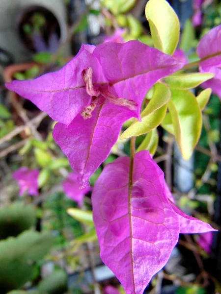 Bougainvillea Kwiaty Zbliżenie Zdjęcie — Zdjęcie stockowe