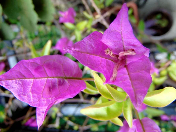 Bougainvillea Fiori Primo Piano Foto — Foto Stock