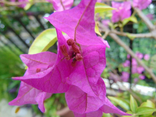Bougainvillea Flower Closeup Photo — 스톡 사진
