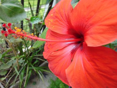 Gerbera çiçeği bir günde açar.