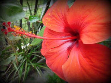 Gerbera çiçeği bir günde açar.