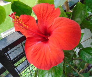 Gerbera çiçeği bir günde açar.