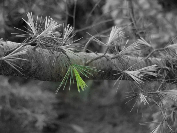 Cèdre en fleur — Photo