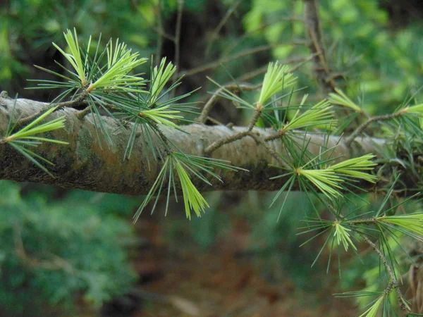 Cedar in bloom — Stock Photo, Image