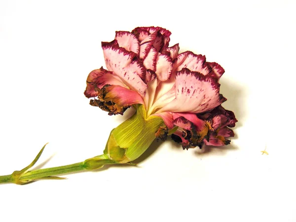 Ξεθώριασμα λουλούδι γαρίφαλων — Φωτογραφία Αρχείου