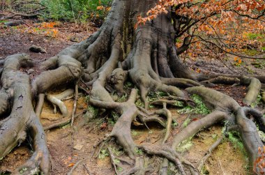 Otomatik manzarada bir ağacın kökleri