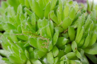 Sulu bitkilere yakın çekim