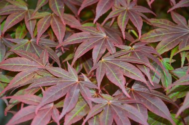 akçaağaç yaprakları