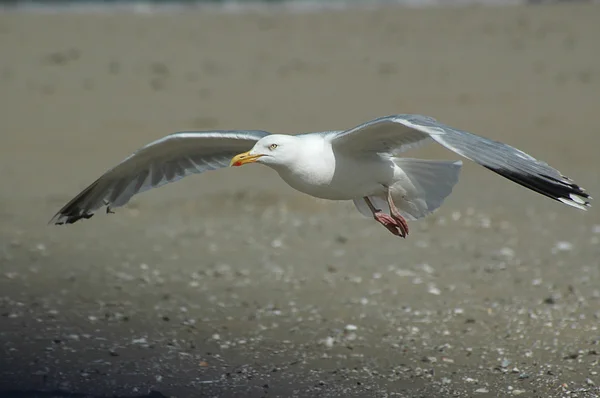 Gull — Stock Photo, Image